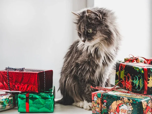Roztomilé, okouzlující kotě a světlé dárkové krabice — Stock fotografie
