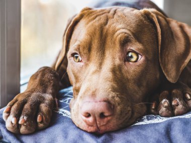 Tatlı köpek yumuşak bir ekose uyku