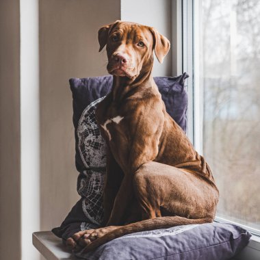 Tatlı köpek yumuşak bir ekose uyku