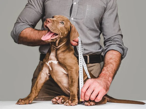 Güzel, narin köpek yavrusu ve şefkatli sahibi