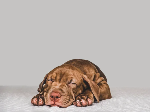 Сладкий щенок спит на мягкой клетке — стоковое фото