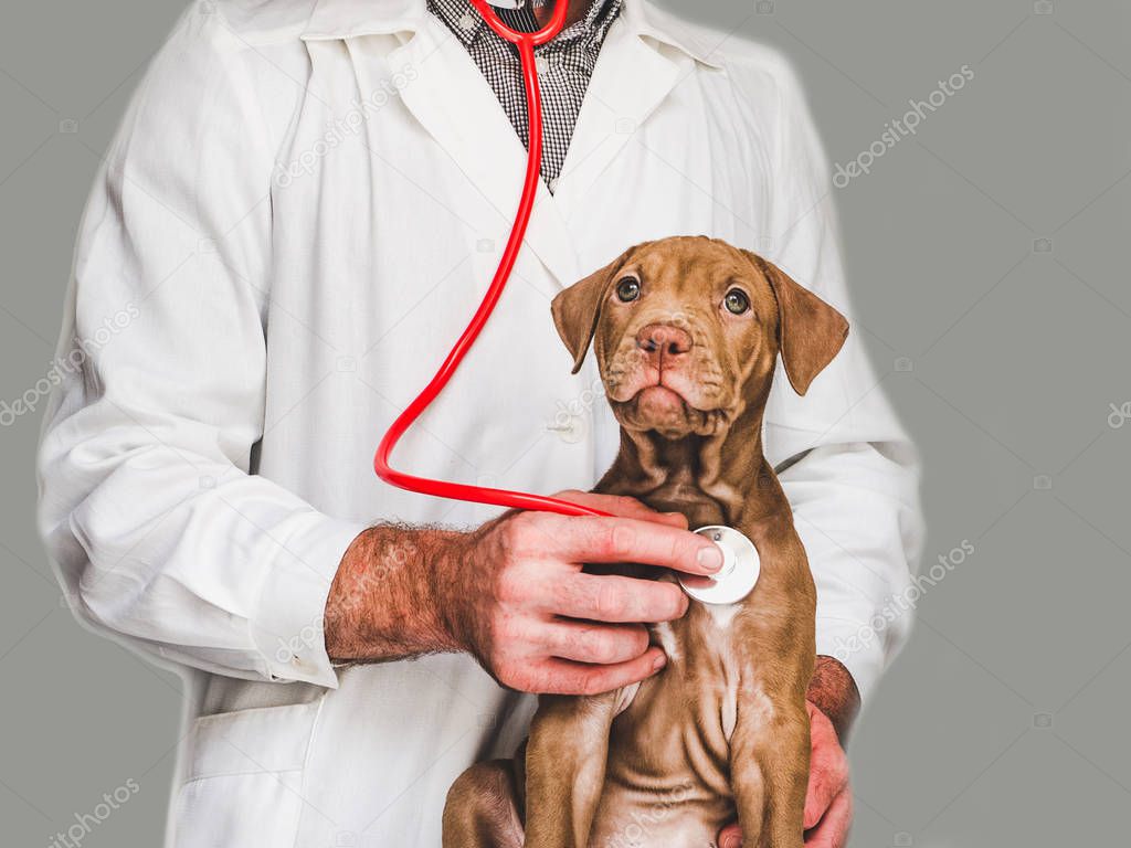 Young, charming puppy and vet doctor. Close-up