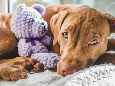 Tatlı köpek yumuşak bir ekose uyku