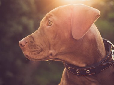 Çikolata rengi büyüleyici köpek yavrusu. Yakın çekim, açık havada