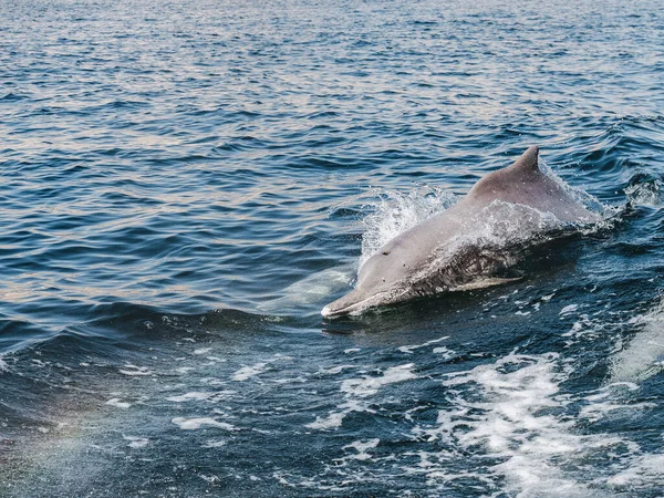Dolphins swimming in the sea waves. Oman Fjords