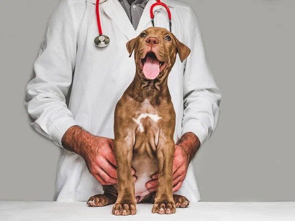 Genç, çekici köpek yavrusu ve veteriner doktor. Close