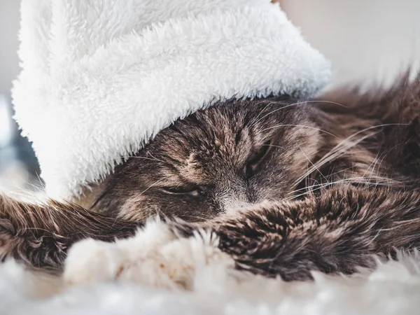 Junge Miezekatze mit weißer Wollmütze — Stockfoto