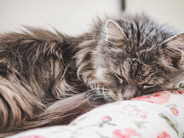 Küçük kedicik pencere pervazında yatıyor.