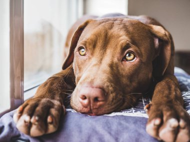 Tatlı köpek yumuşak bir ekose uyku