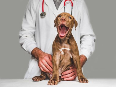Genç, çekici köpek yavrusu ve veteriner doktor. Close