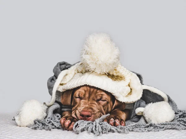 Filhote de cachorro jovem, envolto em um lenço cinza — Fotografia de Stock