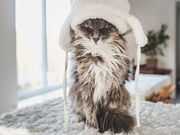 Beyaz yün şapkalı küçük kedicik. — Stok fotoğraf