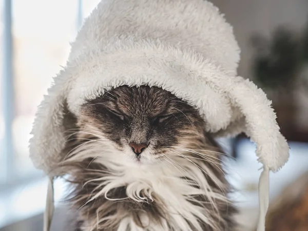 Mladá kočička v bílém vlněném klobouku — Stock fotografie