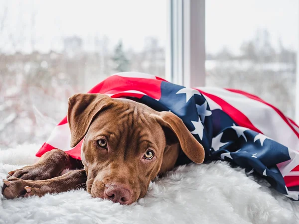 Güzel, çekici köpek yavrusu ve Amerikan Bayrağı. Yakın plan.
