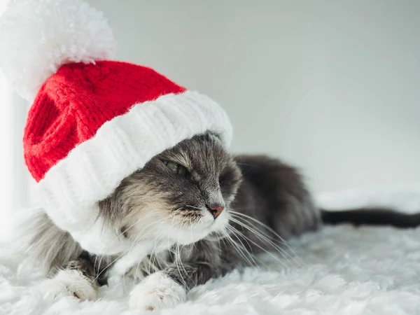Ung katt i en röd ull hatt — Stockfoto