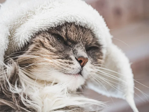 Fiatal cica fehér gyapjú kalapban — Stock Fotó
