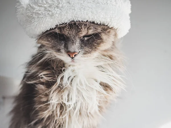Молодой котенок в белой шерстяной шляпе — стоковое фото