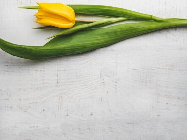 Beyaz bir masada uzanan güzel lale
