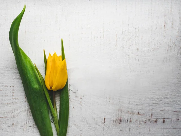 Gyönyörű tulipán fekszik egy fehér asztalon. — Stock Fotó