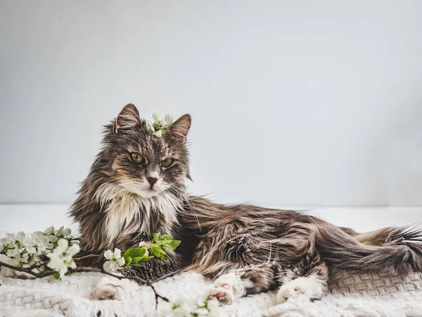 Carino, affascinante gattino su uno sfondo bianco — Foto Stock