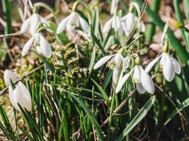 Çimlerin üzerinde ilkbahar çiçekleri