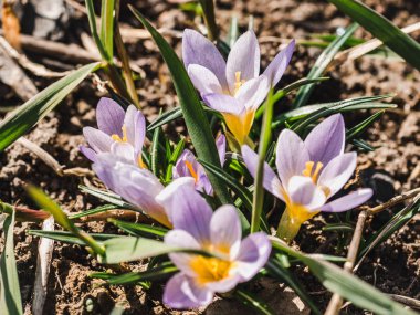 Çimlerin üzerinde ilkbahar çiçekleri
