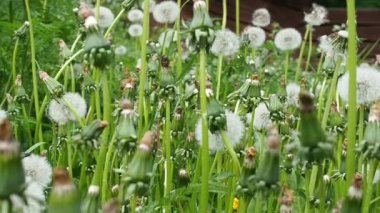 Dandelions yeşil çim zemin üzerine