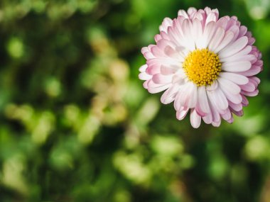 Çimlerin üzerinde ilkbahar çiçekleri