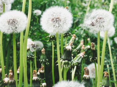 Dandelions yeşil çim zemin üzerine