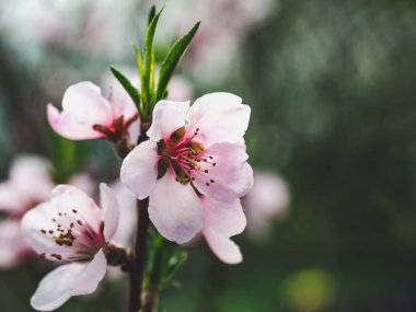 Çimlerin üzerinde ilkbahar çiçekleri