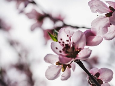 Çimlerin üzerinde ilkbahar çiçekleri