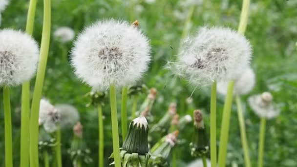 Paardebloemen op de achtergrond van groen gras — Stockvideo