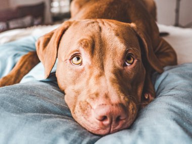 Sevimli, güzel bir çikolata rengi. Yakın çekim.