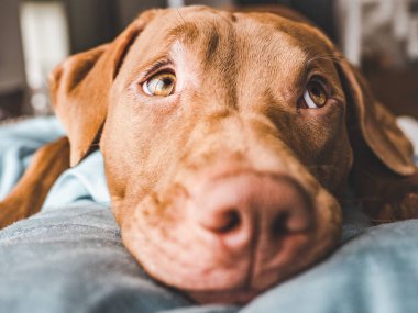 Sevimli, güzel bir çikolata rengi. Yakın çekim.