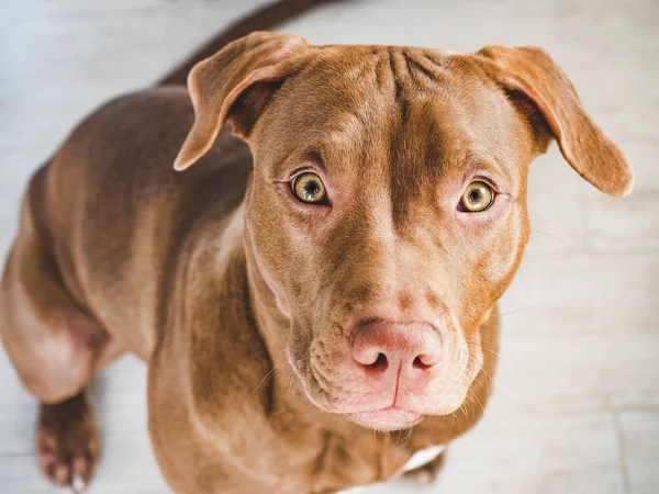 Adorable, bonito cachorro de color chocolate. Primer plano. — Foto de Stock