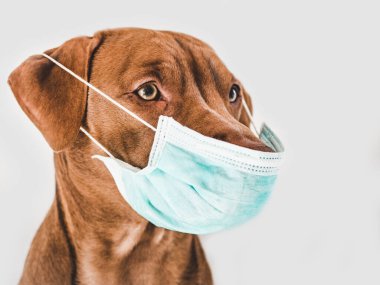 Çikolata renginde tatlı bir köpek yavrusu. Yakın plan, kapalı mekan. Gün ışığı. Bakım, eğitim, itaat eğitimi, evcil hayvan yetiştirme kavramı