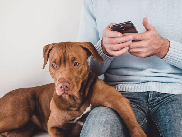 Yakışıklı bir adam ve sevimli bir köpek yavrusu. Yakın plan, kapalı mekan. Stüdyo fotoğrafı, beyaz renk. Bakım, eğitim, itaat eğitimi ve evcil hayvan yetiştirme kavramı