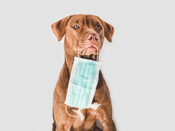 Çikolata renginde tatlı bir köpek yavrusu. Yakın plan, kapalı mekan. Gün ışığı. Bakım, eğitim, itaat eğitimi, evcil hayvan yetiştirme kavramı
