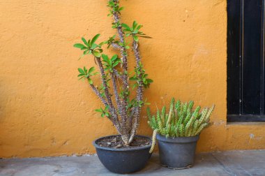 Evin arka duvarında güzel bir kaktüs var. Yan görünümü kapat