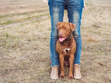 Çekici, çikolata renginde sevimli bir köpek yavrusu ve şefkatli sahibi. Bulutlu bir gün. Yakın plan, açık hava. Bakım, eğitim, itaat eğitimi ve evcil hayvan yetiştirme kavramı