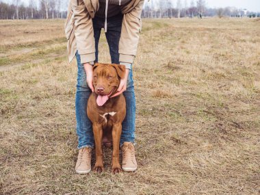 Çekici, çikolata renginde sevimli bir köpek yavrusu ve şefkatli sahibi. Bulutlu bir gün. Yakın plan, açık hava. Bakım, eğitim, itaat eğitimi ve evcil hayvan yetiştirme kavramı
