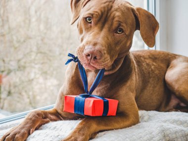 Çikolata renginde sevimli bir köpek yavrusu. Yakın plan, yan görüş. Stüdyo fotoğrafı, beyaz renk. Bakım, eğitim, itaat eğitimi ve hayvan yetiştirme kavramı