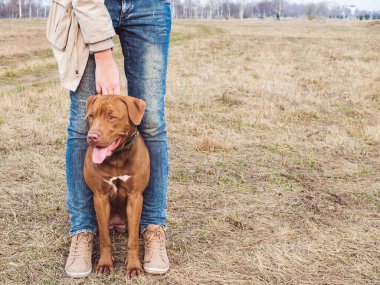 Çekici, çikolata renginde sevimli bir köpek yavrusu ve şefkatli sahibi. Bulutlu bir gün. Yakın plan, açık hava. Bakım, eğitim, itaat eğitimi ve evcil hayvan yetiştirme kavramı