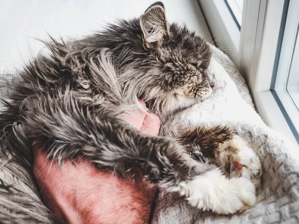 Entzückende Miezekatze Und Männliche Hand Nahaufnahme Draufsicht Studiofoto Konzept Der — Stockfoto