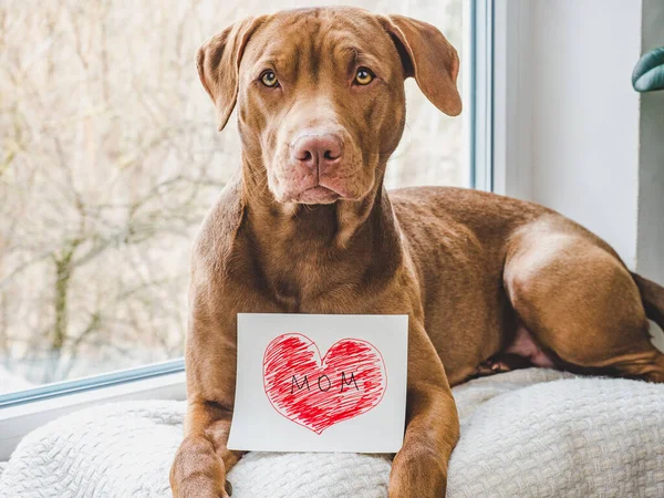 Charmanter Welpe von Schokoladenfarbe. Nahaufnahme — Stockfoto