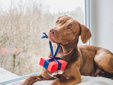 Çikolata renginde sevimli bir köpek yavrusu. Yakın plan, yan görüş. Stüdyo fotoğrafı, beyaz renk. Bakım, eğitim, itaat eğitimi ve hayvan yetiştirme kavramı