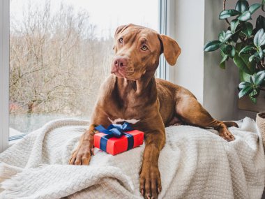 Çikolata renginde sevimli bir köpek yavrusu. Yakın plan, yan görüş. Stüdyo fotoğrafı, beyaz renk. Bakım, eğitim, itaat eğitimi ve hayvan yetiştirme kavramı