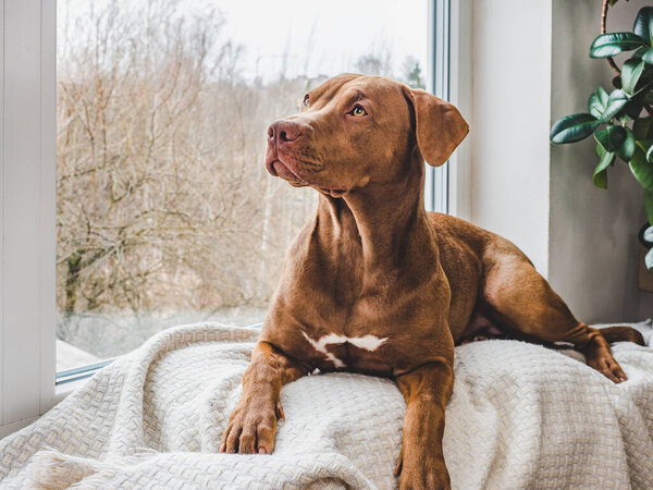 Lovable, pretty puppy of chocolate color. Close-up, indoor. Day light. Concept of care, education, obedience training, raising pets