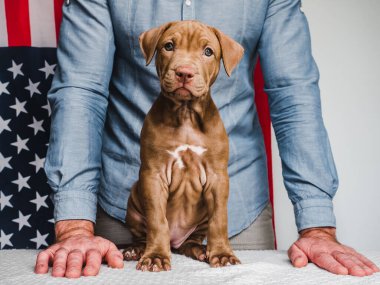 Çikolata renginde sevimli, büyüleyici bir köpek yavrusu ve Amerikan Bayrağı. Yakın plan. İnsan yok. Stüdyo fotoğrafı, beyaz renk. Bakım, eğitim, itaat eğitimi ve evcil hayvan yetiştirme kavramı