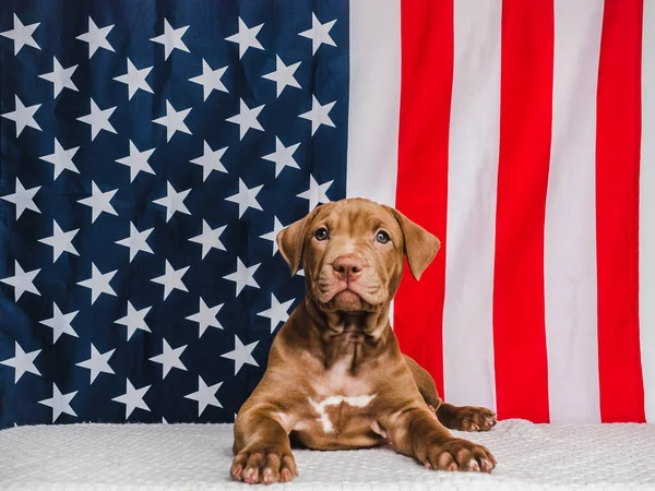 Çikolata renginde sevimli, büyüleyici bir köpek yavrusu ve Amerikan Bayrağı. Yakın plan. İnsan yok. Stüdyo fotoğrafı, beyaz renk. Bakım, eğitim, itaat eğitimi ve evcil hayvan yetiştirme kavramı